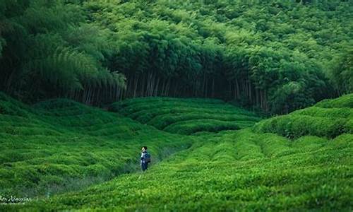 莫干山必去八个景点自驾游_莫干山必去八个景点自驾游攻略